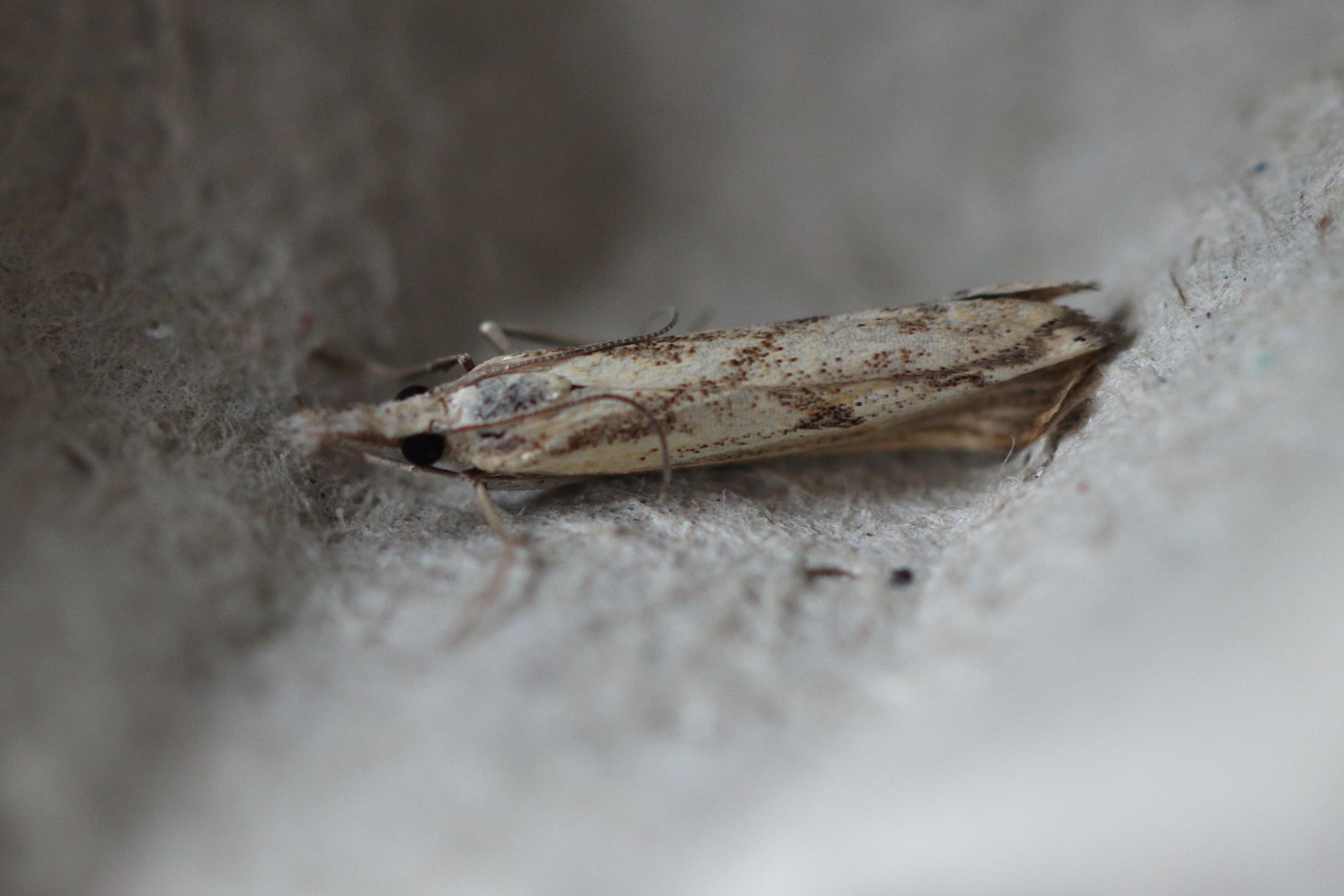 Photo of Barred Grass-veneer (Agriphila inquinatella)